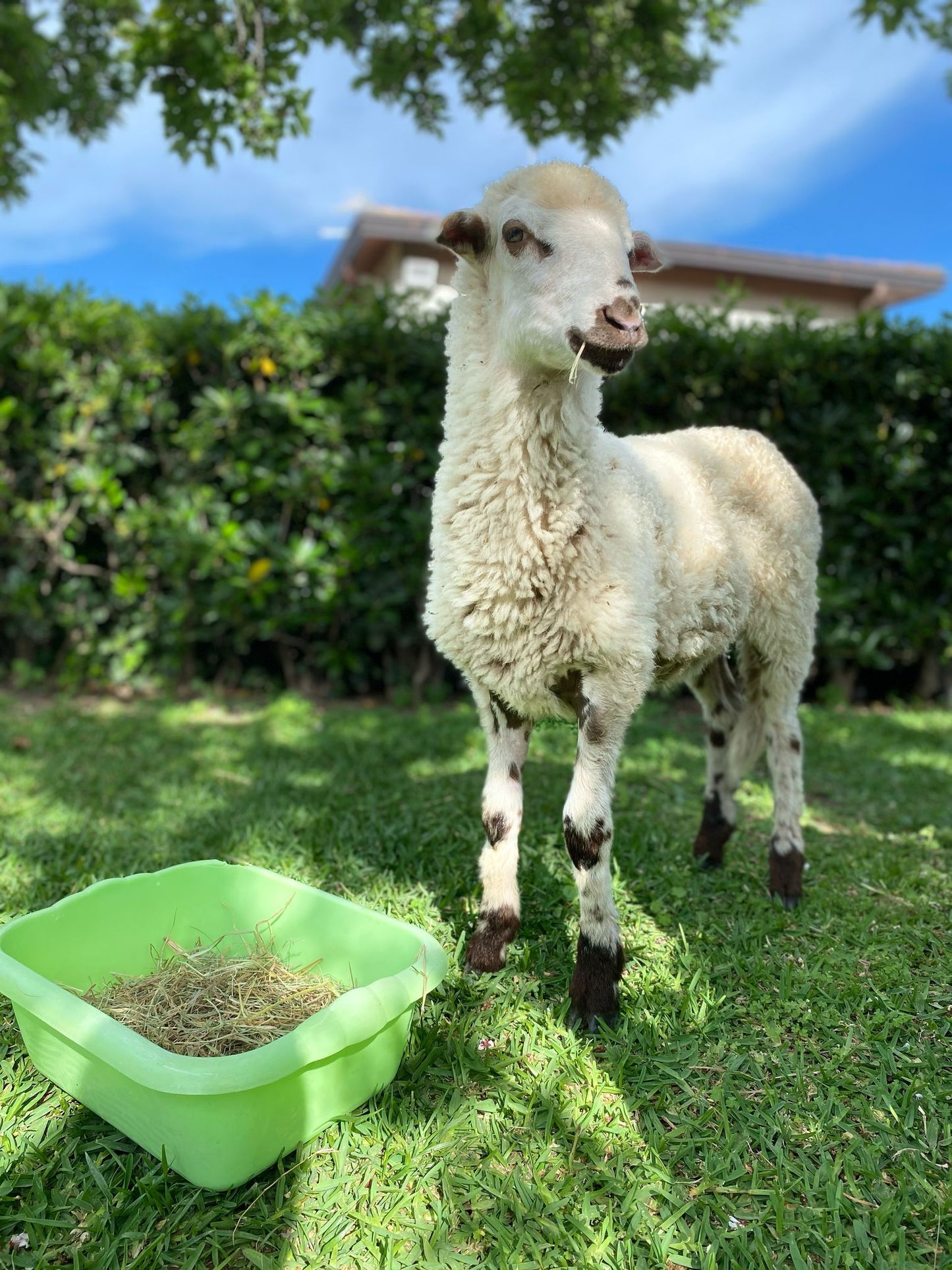 🐑 Adotta un agnello invece di mangiarlo!